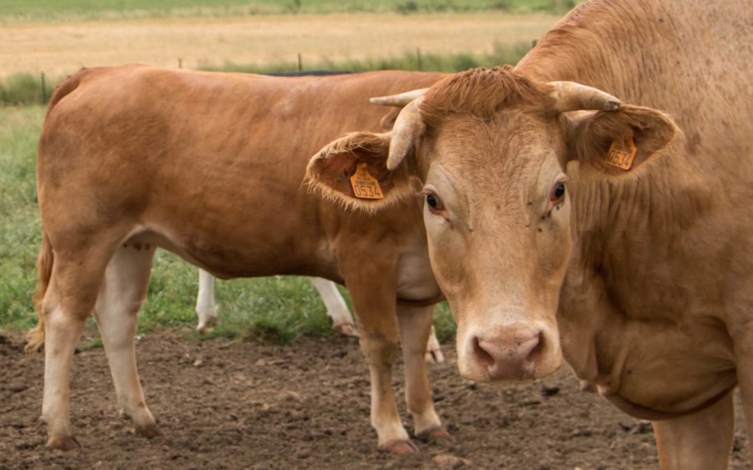 Viande locale à Thionville: choisissez le GAEC Sainte-Catherine