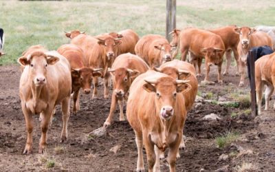 Viande bovine à Amnéville, choisissez le GAEC Sainte-Catherine